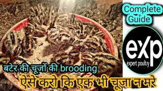 Bater chicks ki brooding | quail chicks brooding | temperature | day old chicks |  बच्चों की देखभाल 