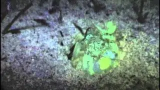 Fluorescent Mantis Shrimp