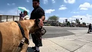 Cash 2.0 Great Dane at the Canoga Park Memorial Day Parade 2025 (3 of 5)