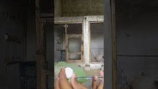 my mini zoo pegions se Bache kese nikalen plz subscribe #youtube #subscribe #viral  #orangiminizoo