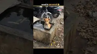 Animals Funny comedy PAT 2 😂 || Wait For End #funny #animals #shorts