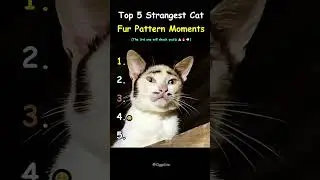 Top 5 Strangest Cat Fur Pattern Moments #cat #cute #funny #catlover #shorts