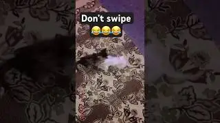 😂😂🤣🤣 #cat #catlover #kittenjoy #kitten #shorts #catterycat