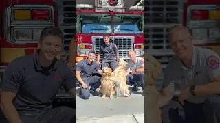 Therapy dogs visit NY Firefighters