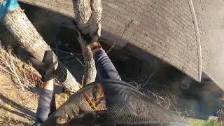 Pear Tree Removal 12:31:25