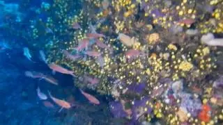 Immersione a Bergeggi con Saet sub Magenta