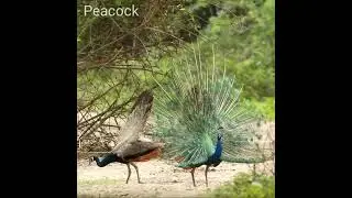 Very beautiful peacock  peacock short video 😃😃 #shorts #ytshorts
