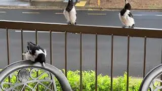 Qld Hervey Bay Butcher Birds singing