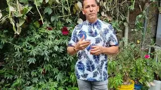 Beneficios De La Flor De Jamaica-Los Secretos De La Abuela De Pereira Risaralda. 