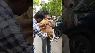 Protecting Paws, Protecting People 🐾✨ | Rabies Awareness #protectstraydogs #savedogs #shorts