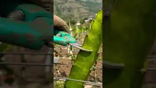 Trim to thrive! 🌱 Pruning dragon fruit plants to boost new branch growth! #FarmingTips #DragonFruit