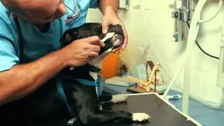 How to brush your dog's teeth with Marc The Vet