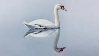 Colored Pencil Drawing a Swan on a Toned Paper