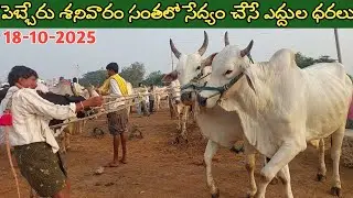 పెబ్బేరు శనివారం ఎద్దుల సంత | Pebbair Saturday Bulls market | Oxen prices | 18-10-2025 @purnafarms 