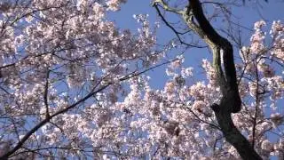Excuse me, The Keshigoyama Flower Hotel is fully booked／April 5, 2016