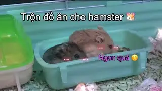 Trộn đồ ăn cho hamster cùng tuiii:D