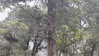 Kaluk (West Sikkim )