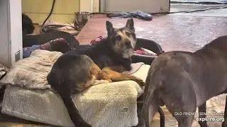 OFSDS  Muddy Buddy/Rosco🐾 Tank(Full)of Pep🥰Aurora Checks Hudson💕