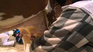 DeLissio Competes in Cow Milking Contest