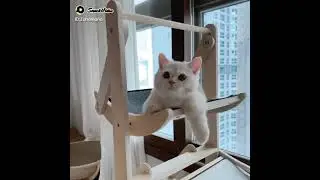 #cute kitten        #raftaa raftaa song  #faireeeee kittens