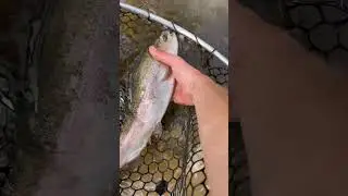 #fishing #stockedtrout #creekfishing