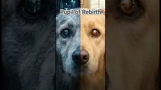 Same Eyes, A Different Life | Pupil of Rebirth🐶#Shorts#aivideo