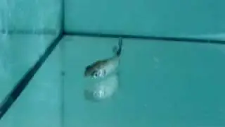 Trout with Whirling Disease - 2