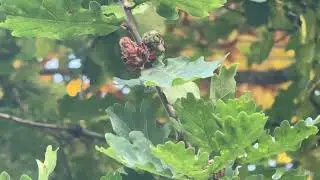 •33•Processes/Garden. Продвижения проектов вышивки и что в саду.