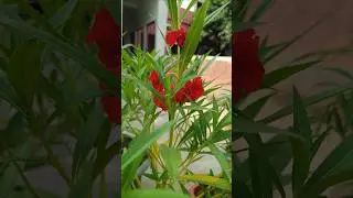 beautiful balsam varieties #shorts #flowers #balsam #peace