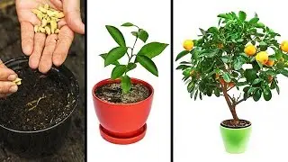 15 PLANTAS QUE PUEDES CULTIVAR FÁCILMENTE EN TU PROPIA COCINA