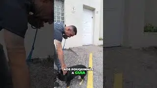 Guia Correta para C&atilde;es: Evite Machucar a Traqueia do Seu Pet! #shorts