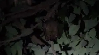 印度犬果蝠 Greater Short-nosed Fruit Bat (Cynopterus sphinx)（畫質開4K）