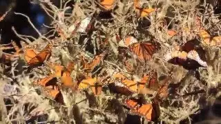 Monarch Grove Sanctuary