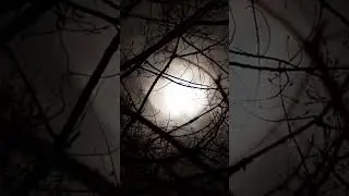 Night forest sounds 🌲🌙#nightforest #crickets #sleep #relax #shorts