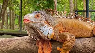 This is Giant Iguana In Zoo #zoo #animals