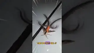 I don't mess around #explone #insects #nuke #funny #subscribe