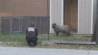 Walker Police conduct Crime Sheep Investigation after attempted break-in