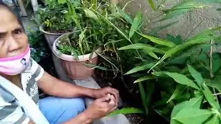 Harvesting and Making Cinnamon tea #everyone #planter #backyardfarming #tea #subscribe