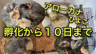 アローカナのヒヨコが生まれてから10日まで