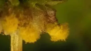 Spore dispersal in Marchantia polymorpha