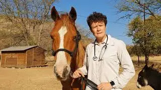PetPassion African Horse Sickness #AHS