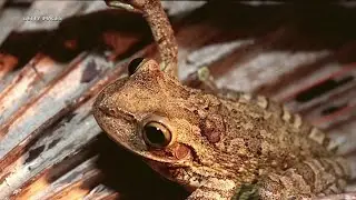 Cuban Tree Frogs Causing Problems