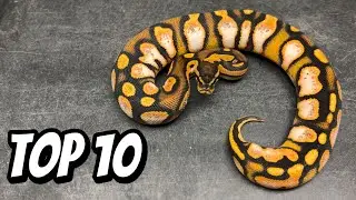 10 Favourite Unseen Ball Pythons at DPR
