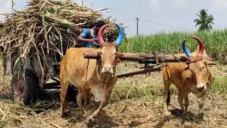 New Bullock Cart Heavy Load Mud Stuck in Riding#eddulu #BullockCart