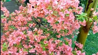 A Tropical Winter Flower Extravaganza