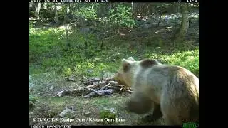 Vid&eacute;os et photos automatiques d'ours brun, juin 2017 - Equipe Ours ONCFS