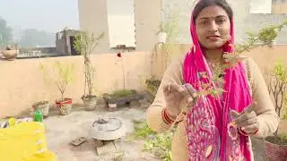 ऐसे अचार डालो गे तो कभी ख़राब नहीं होगा #subscribe #dailyvideo #vlog 