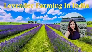 Levender Plant #Levender farming in india. Levender farming in west bengal. Levender ki kheti