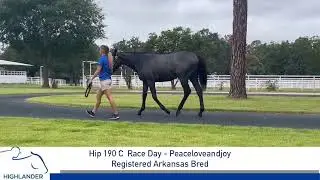 Hip 190 - GRAY or ROAN COLT (AR) - (RACE DAY x PEACELOVEANDJOY by Harlan's Holiday