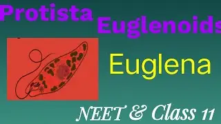 Euglenoids: Mixotrophic Nutrition & Pellicle Layer | Kingdom Protista Class 11/NEET